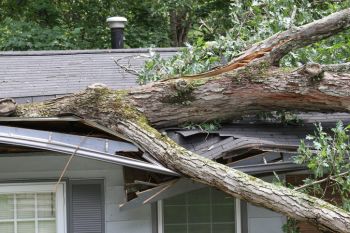 Fallen Tree Restoration by Leak Proof Restoration