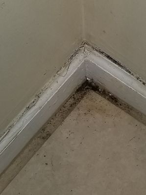 Mold Removal in Atlanta, GA (1)