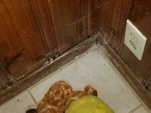 Mold Removal in Atlanta, GA (4)