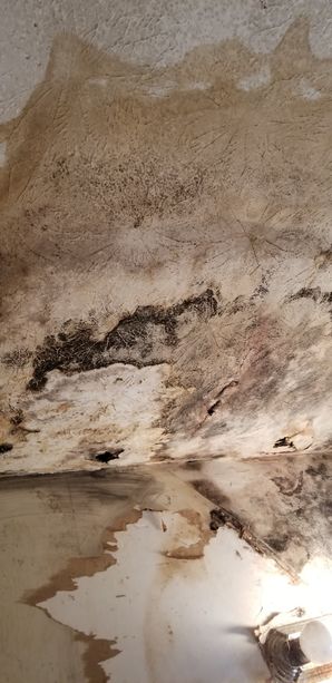 Mold Removal in Conyers, GA (1)