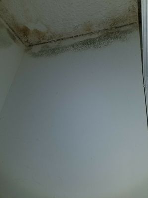 Mold Detected in Snellville, GA (3)