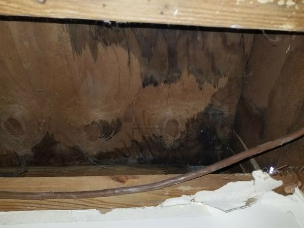 Mold Damage in Loganville, GA (3)